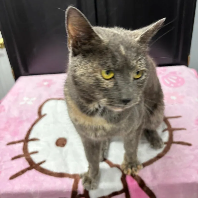 A young small-sized female Tortoiseshell Domestic Short Hair cat named Zillow for adoption in Granville, OH