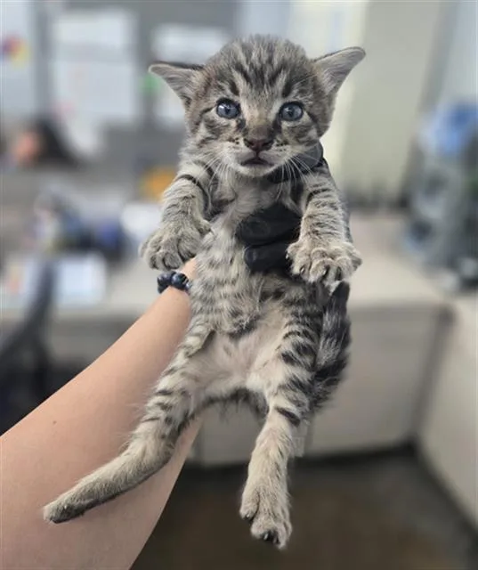 A baby medium-sized female Domestic Short Hair cat named Saige for adoption in Dallas, TX