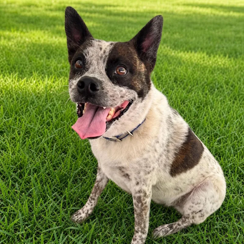 An adult medium-sized male White / Cream Australian Cattle Dog / Blue Heeler dog named Dallas for adoption in Huntsville, AL