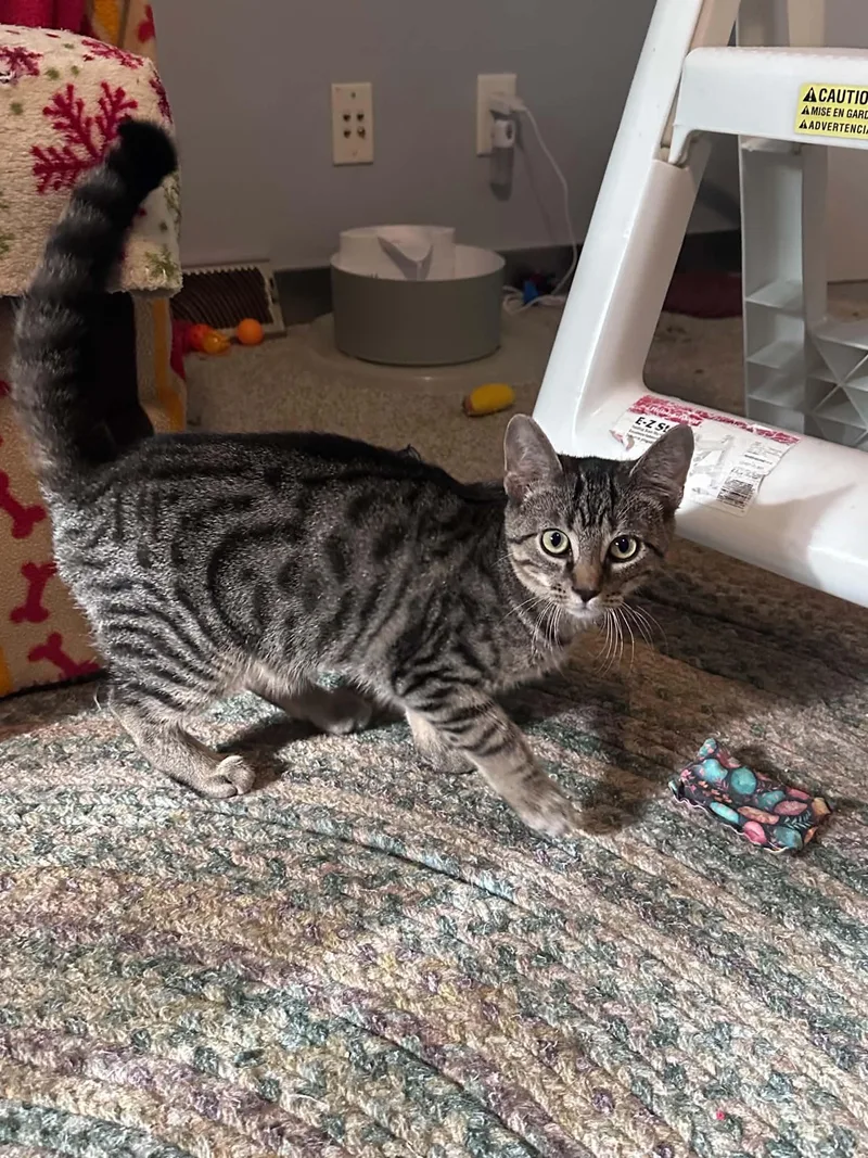 A baby medium-sized male Tabby cat named Skinner for adoption in Cincinnati, OH