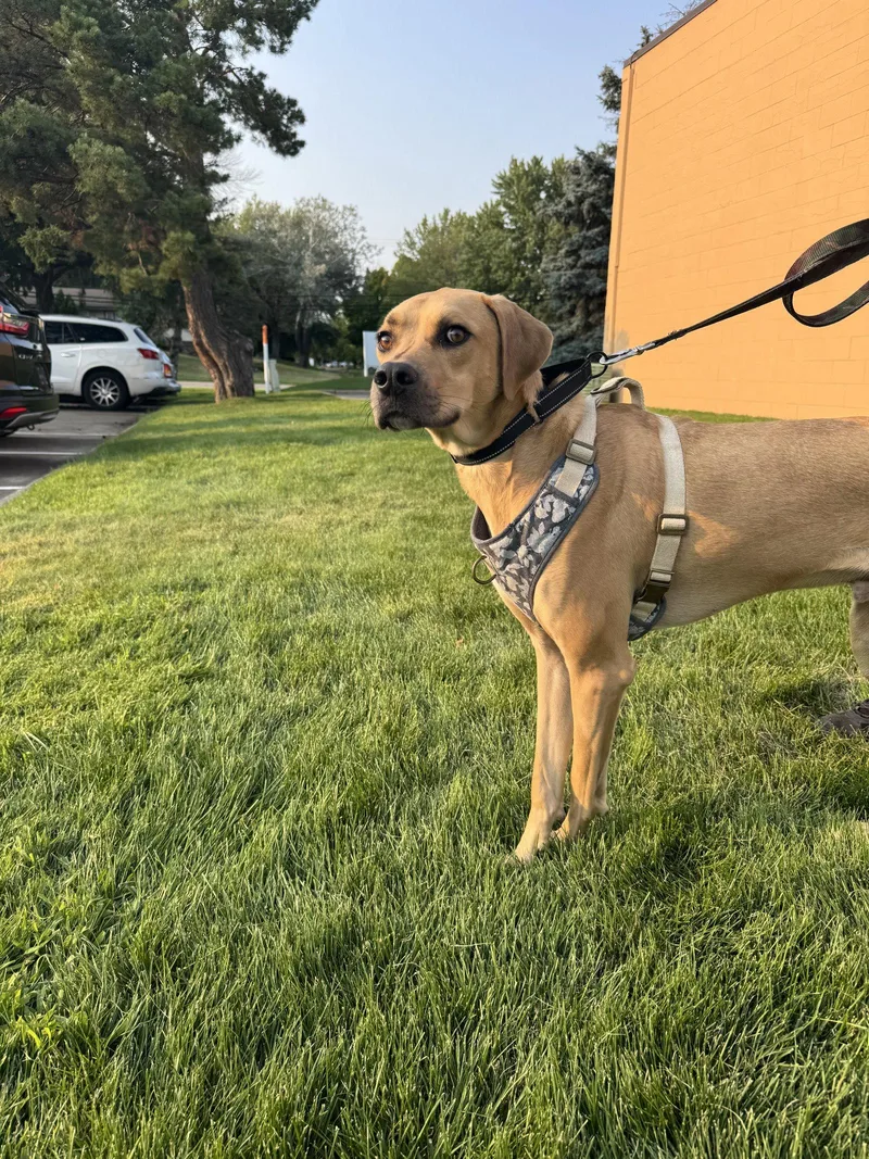 An adult large-sized male Rhodesian Ridgeback dog named Junior for adoption in Brooklyn Center, MN