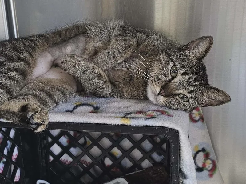 An adult medium-sized female Domestic Short Hair cat named Sassy for adoption in Fremont, NE