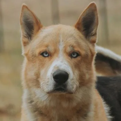 Max