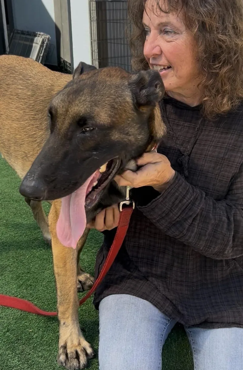 A young medium-sized male Bicolor Belgian Shepherd / Malinois dog named Mayor for adoption in Burbank, CA