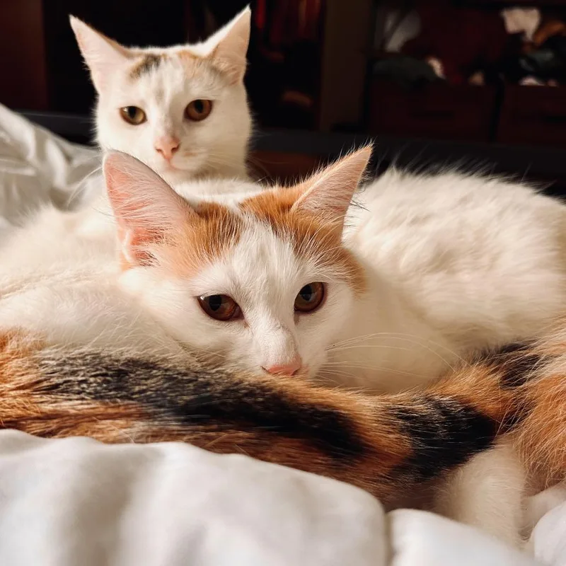 An adult medium-sized female White Domestic Short Hair cat named Leche for adoption in York, PA