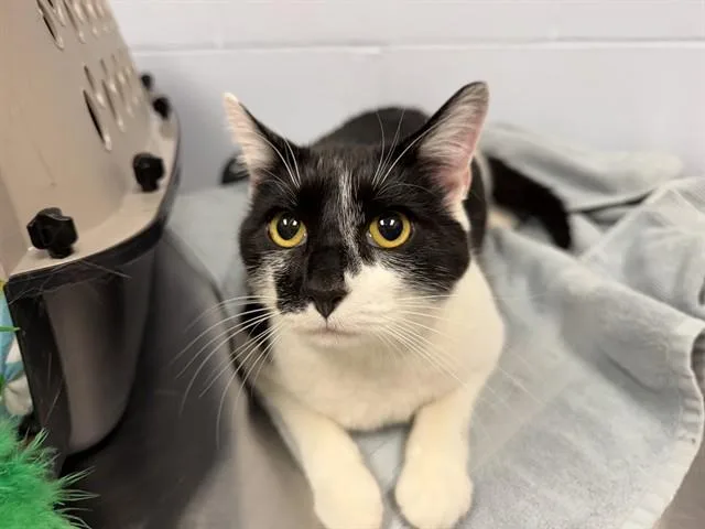 A young small-sized female Domestic Short Hair cat named Tinker for adoption in Ames, IA