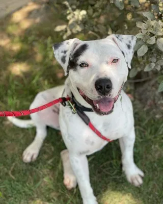A young large-sized male Pit Bull Terrier dog named Mustard for adoption in Santa Paula, CA