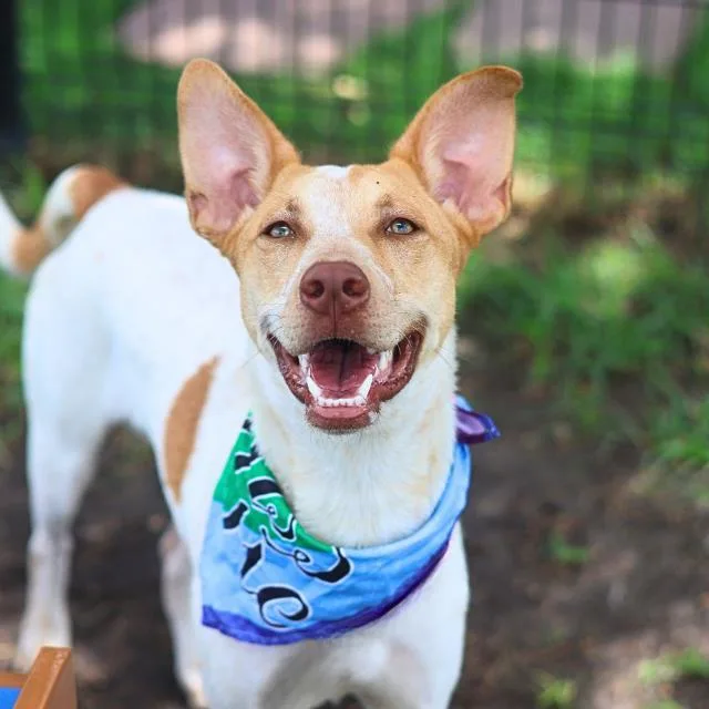 A young medium-sized female Australian Cattle Dog / Blue Heeler dog named Dolly Mae for adoption in San Antonio, TX