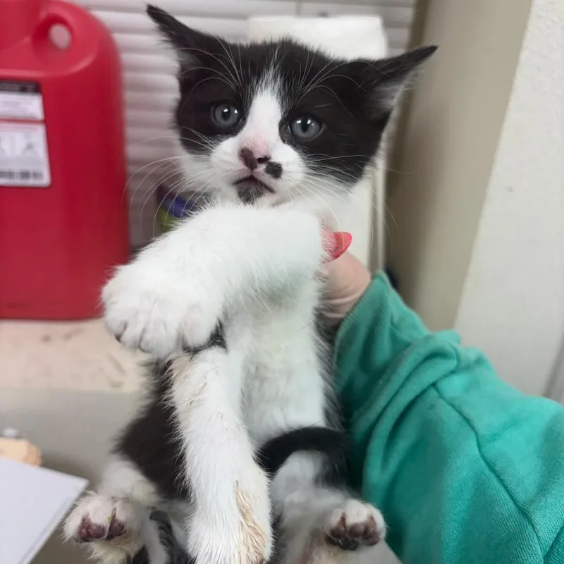 A baby small-sized male White Domestic Short Hair cat named Patrick for adoption in Pekin, IL