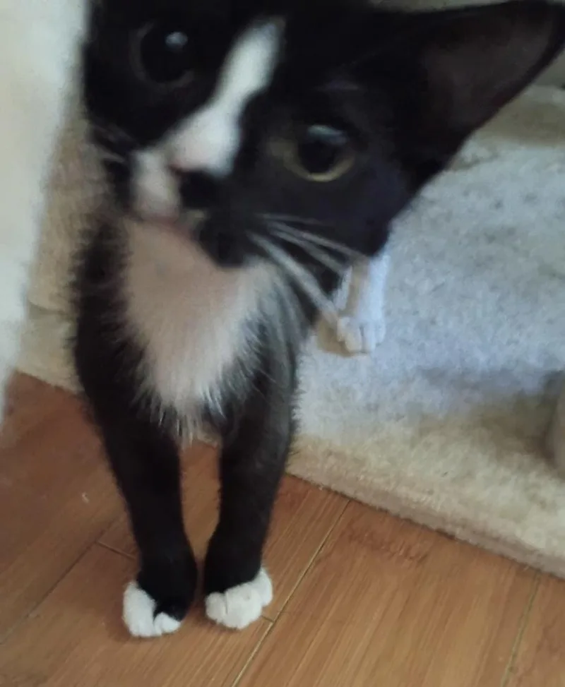 A baby small-sized male Black & White / Tuxedo Domestic Short Hair cat named Purr Jam for adoption in Jackson, GA