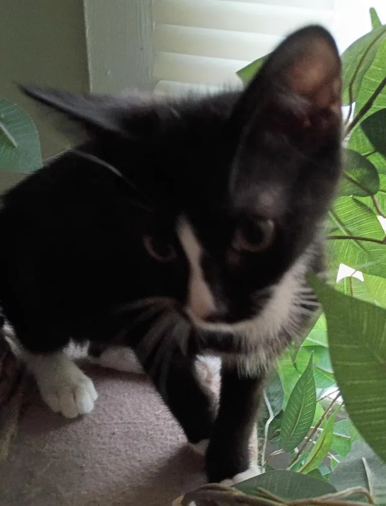 Purr Jam thumbnail 5