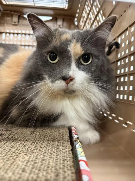 An adult large-sized female Domestic Medium Hair cat named Bella for adoption in Millersville, MD