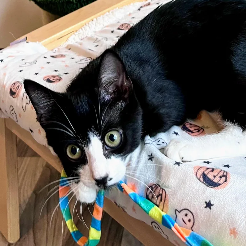 A baby medium-sized male Black & White / Tuxedo Domestic Short Hair cat named Roulette for adoption in Charlotte, NC