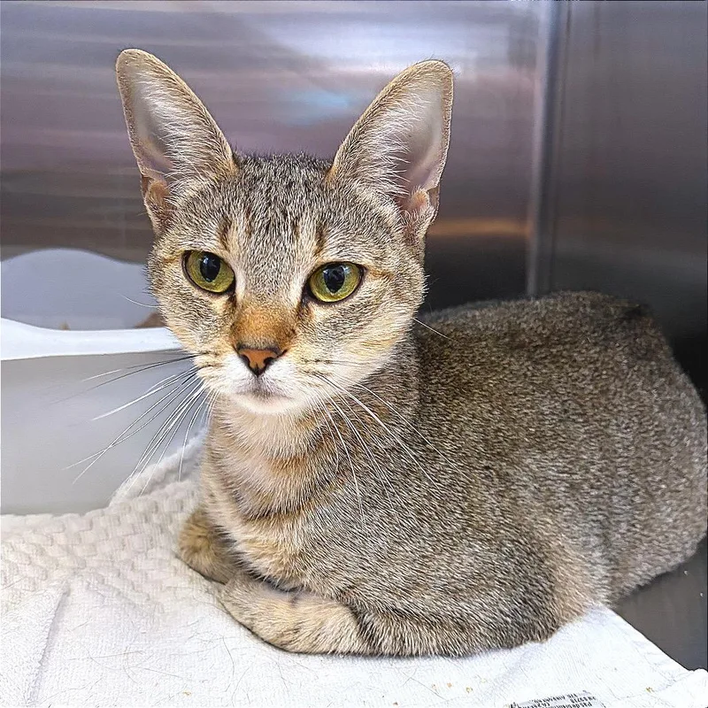 A young small-sized female Brown / Chocolate Domestic Short Hair cat named Hera for adoption in Hannibal, MO