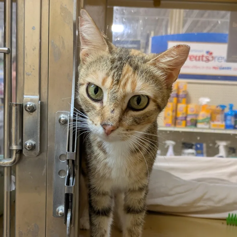 A young small-sized female Tabby (Tiger Striped) Domestic Short Hair cat named Kiki for adoption in Buffalo, NY