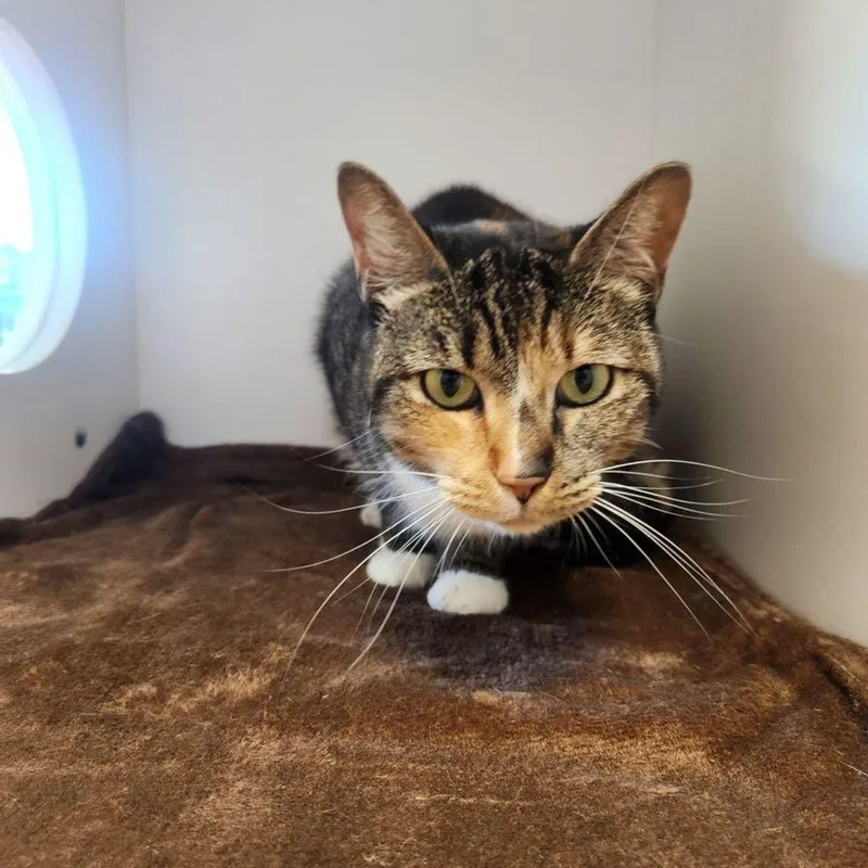 An adult medium-sized female Domestic Short Hair cat named Precious for adoption in Kingman, AZ