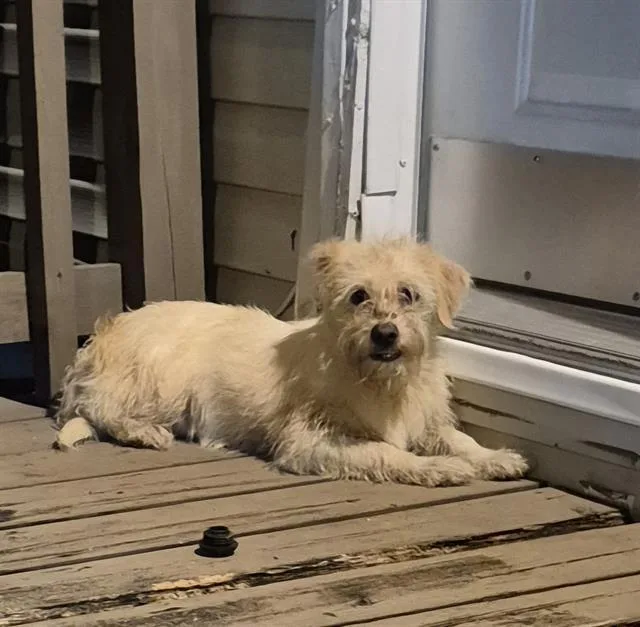 An adult small-sized female Terrier dog named Caramel for adoption in San Antonio, TX