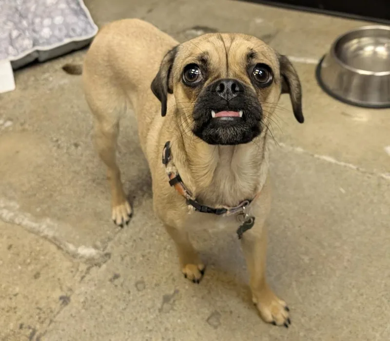 An adult small-sized female Puggle dog named Cleopawtra for adoption in Thousand Oaks, CA