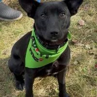 A young medium-sized male Black Labrador Retriever dog named Jasper for adoption in Monticello, NY