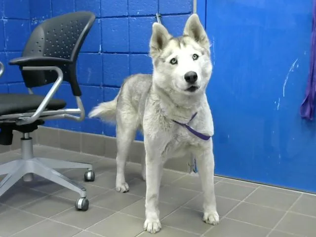 A young medium-sized female Husky dog named Lexi for adoption in Albuquerque, NM