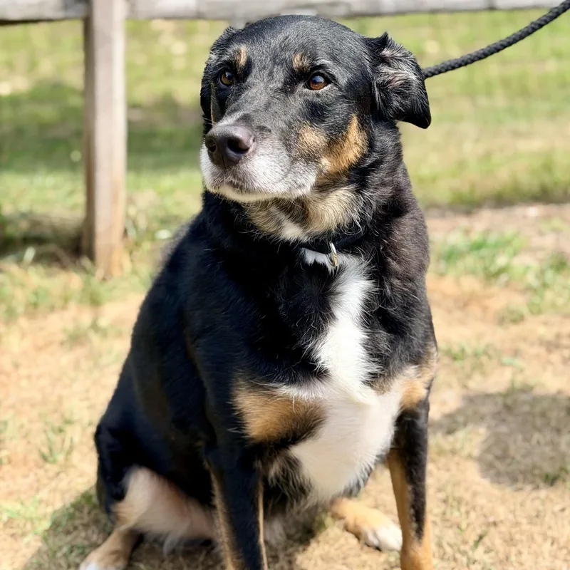 An adult large-sized male Black Border Collie dog named Diego for adoption in Manahawkin, NJ