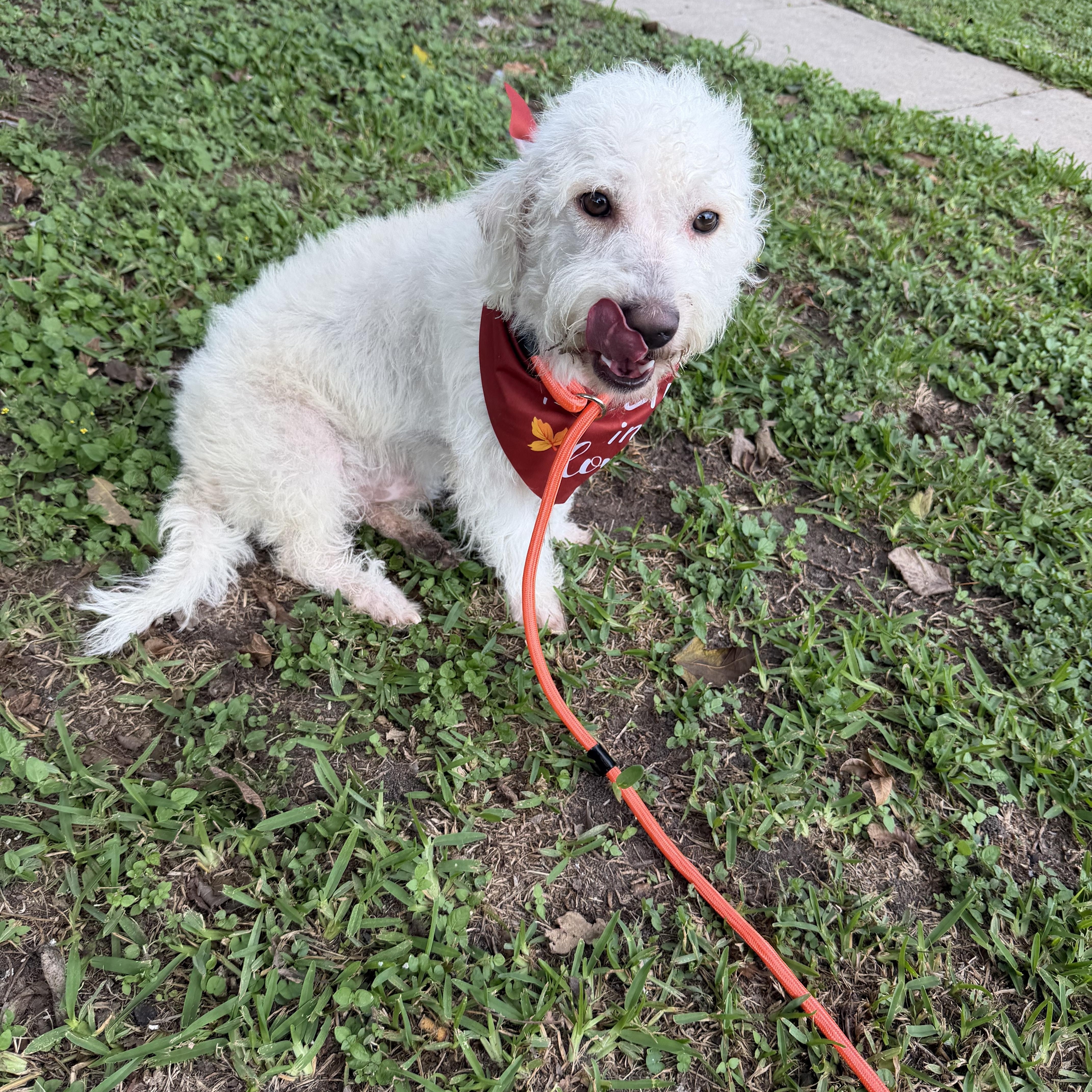 An adult small-sized male Miniature Poodle dog named Big Boy for adoption in Louise, TX
