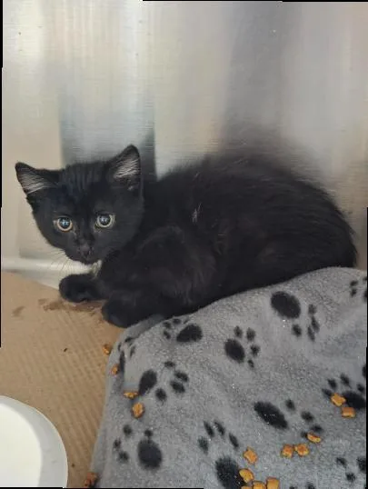 A baby medium-sized male Domestic Short Hair cat named Not so Whitey for adoption in Trenton, NJ
