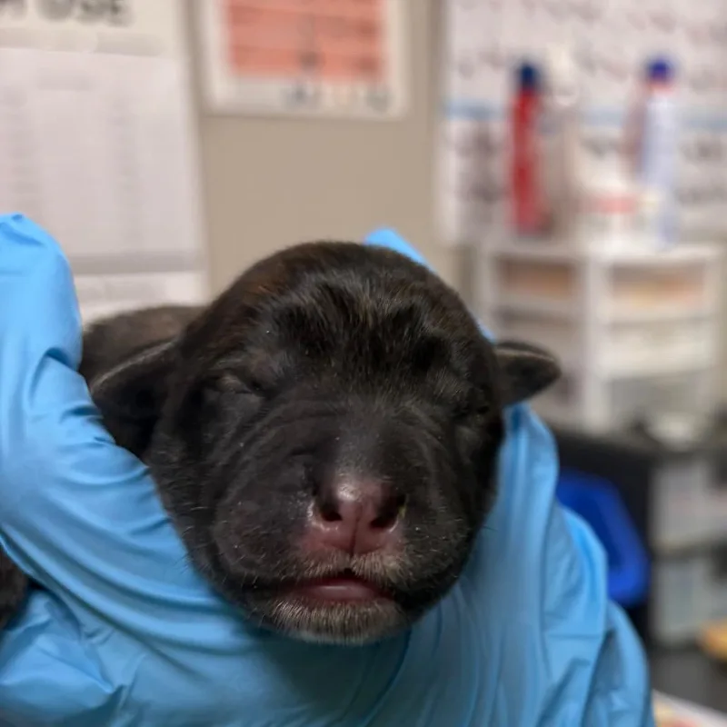 A baby medium-sized female Black Mixed Breed dog named Piggy for adoption in Yuma, AZ