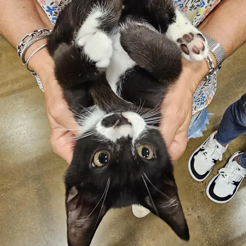 A baby small-sized male Domestic Short Hair cat named Niro for adoption in Fairfax, VA