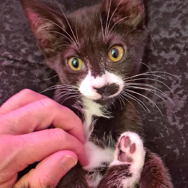 Niro thumbnail 5