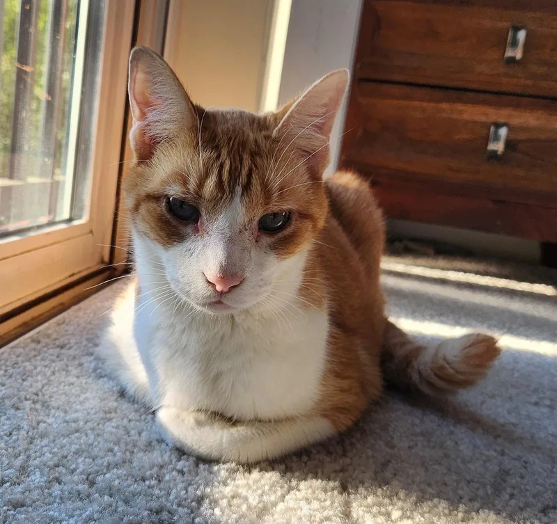 An adult medium-sized male Orange & White Domestic Short Hair cat named Coco for adoption in Herndon, VA