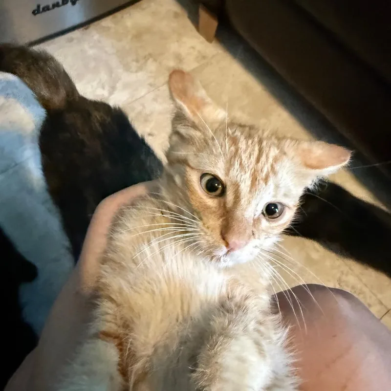 A baby small-sized male Orange / Red Domestic Short Hair cat named Marvin for adoption in Escondido, CA