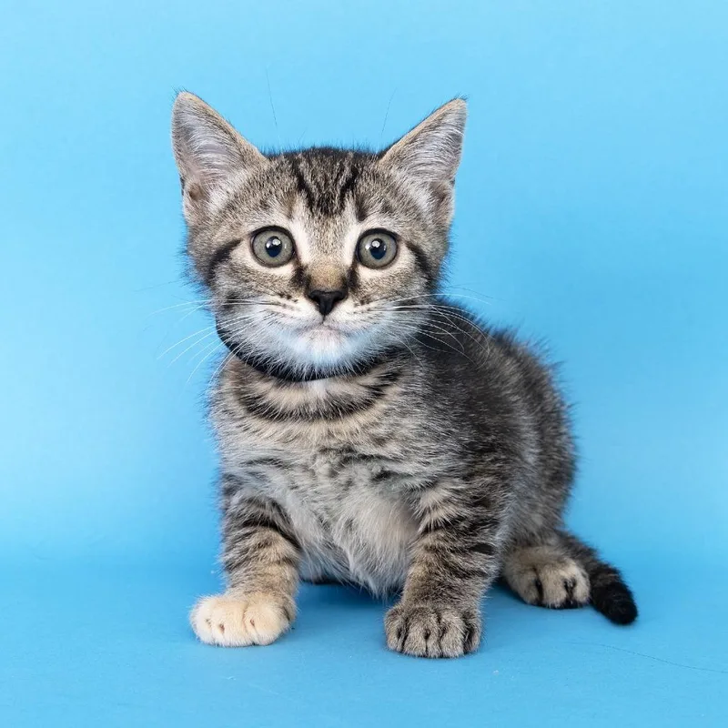 A baby small-sized female Brown / Chocolate Domestic Short Hair cat named Miso for adoption in Franklin, TN