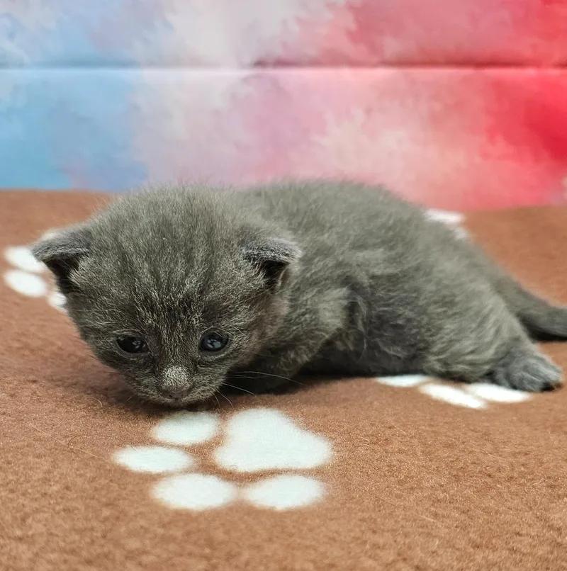 A baby small-sized female Domestic Short Hair cat named Amethyst for adoption in Washington Court House, OH