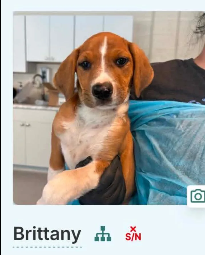 A baby medium-sized female Golden Mixed Breed dog named Brittany cs for adoption in Columbia, MD