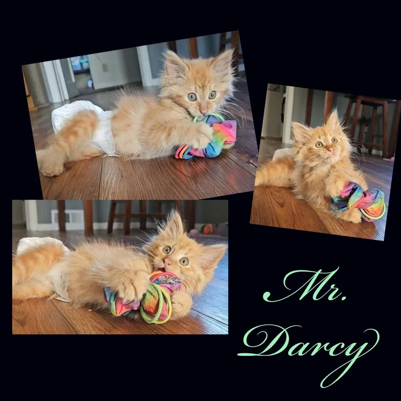Mr Darcy thumbnail 5