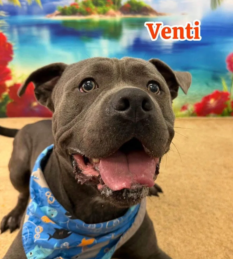 An adult large-sized male Gray / Blue / Silver Mixed Breed dog named Venti for adoption in Flint, MI