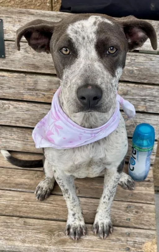 A young medium-sized female Pit Bull Terrier dog named Holiday for adoption in Tulsa, OK