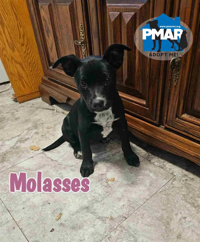 Molasses