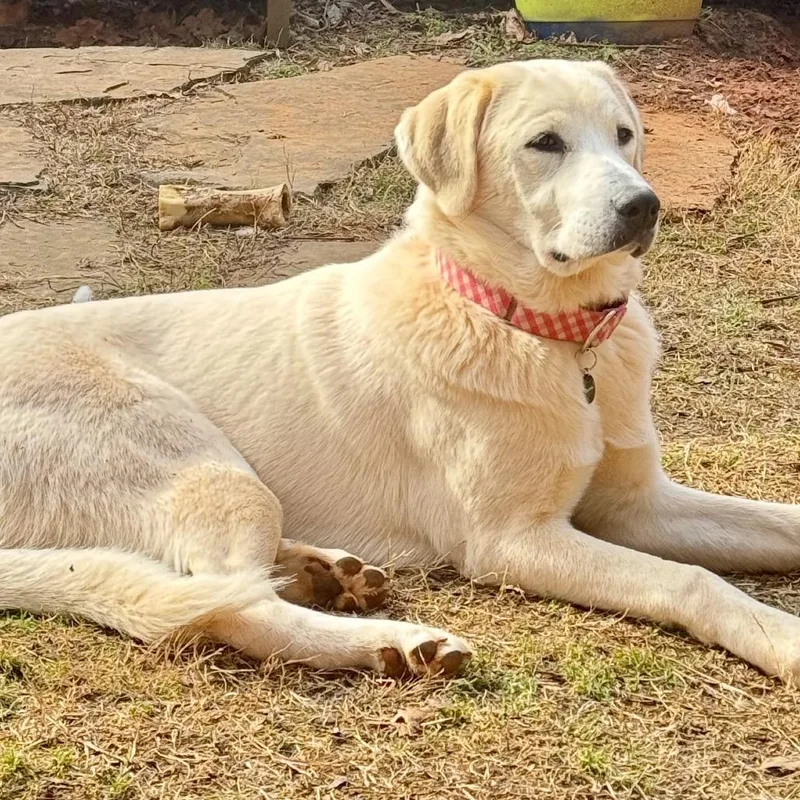 A young medium-sized female Yellow / Tan / Blond / Fawn Great Pyrenees dog named Dianne for adoption in LOXAHATCHEE, FL