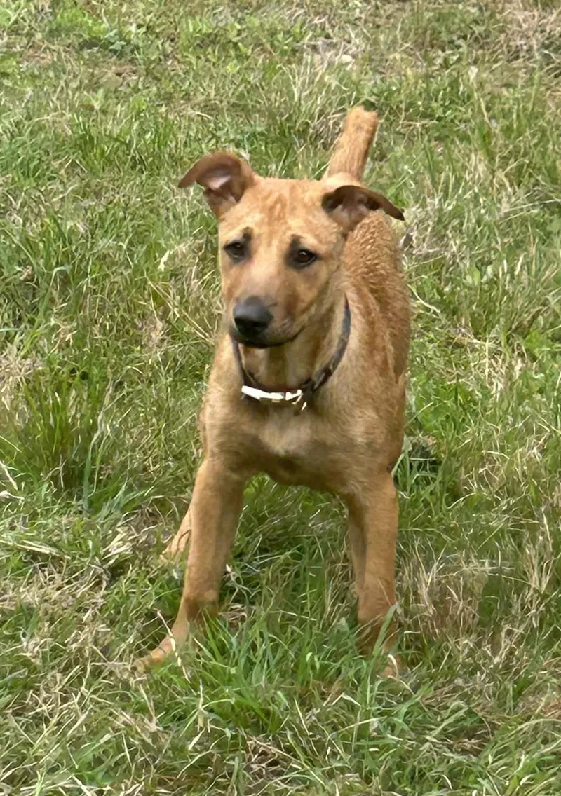 A baby medium-sized female Brown / Chocolate Carolina Dog dog named Victoria for adoption in Tomball, TX