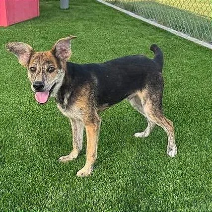 A young medium-sized male Brown / Chocolate Mixed Breed dog named Leon Kennedy for adoption in Binghamton, NY