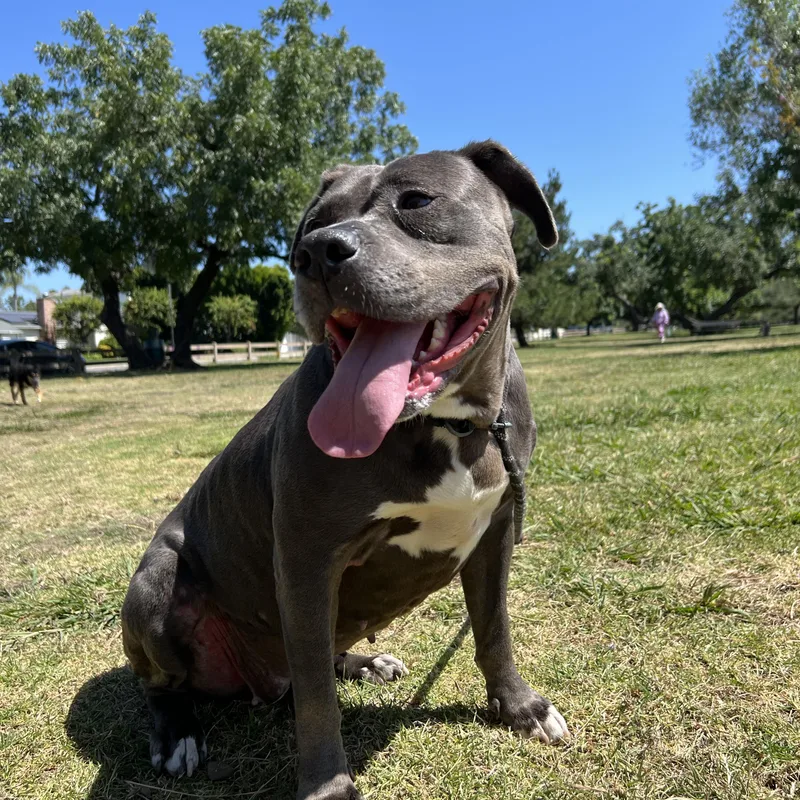 An adult large-sized female Staffordshire Bull Terrier dog named Miley for adoption in Marina del Rey, CA