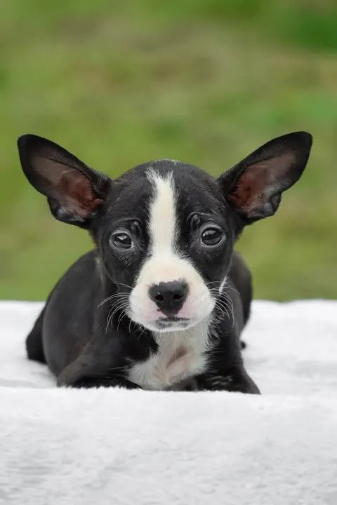 A baby small-sized male Mixed Breed dog named #4 (Kane) for adoption in Columbia, TN