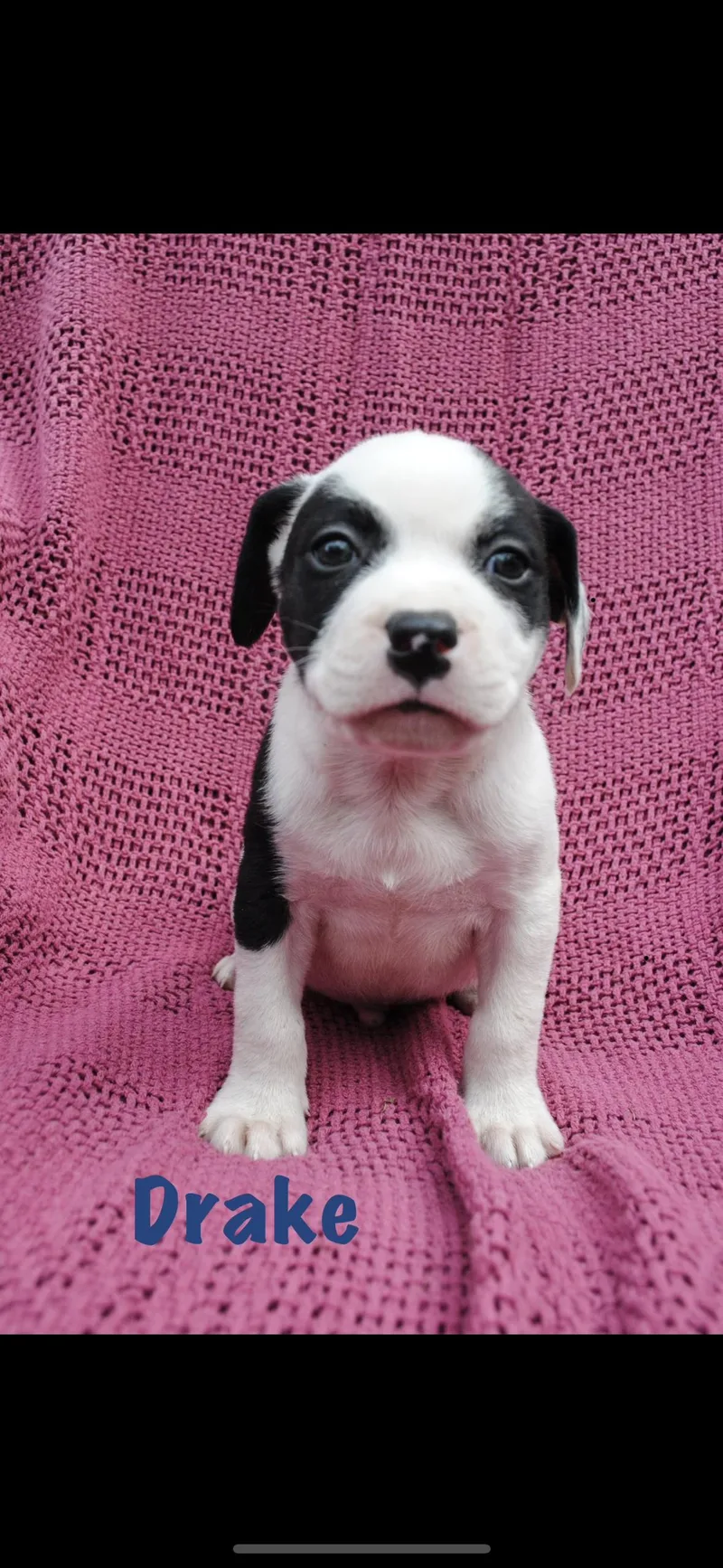 A baby medium-sized male American Staffordshire Terrier dog named Drake for adoption in seaside heights, NJ