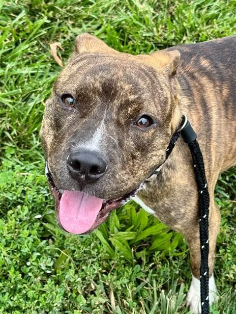 A young large-sized female Terrier dog named Theresa for adoption in Olivette, MO