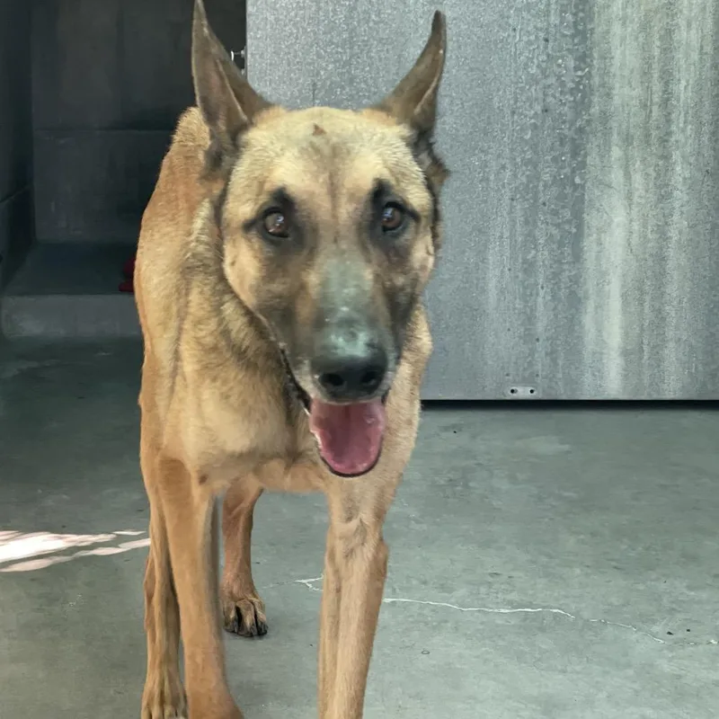 A young medium-sized male Yellow / Tan / Blond / Fawn Belgian Shepherd / Malinois dog named Capone for adoption in Pasadena, CA