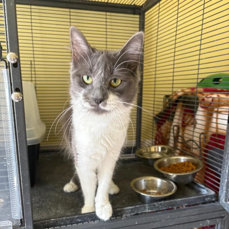 A young small-sized female Gray / Blue / Silver Domestic Medium Hair cat named Gracie for adoption in Grantsville, UT
