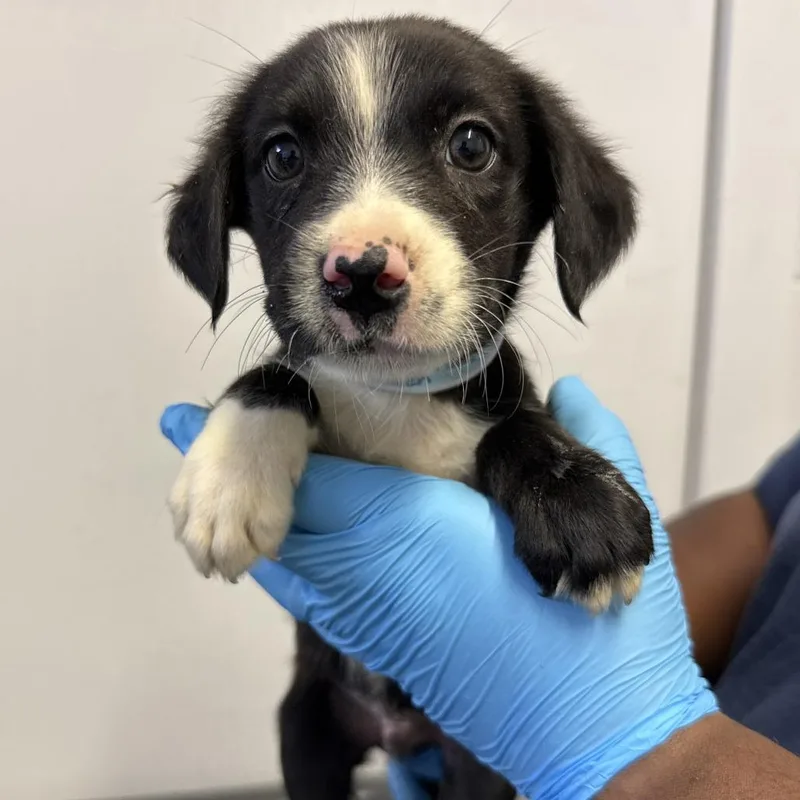 A baby small-sized male Black Pointer dog named Raden for adoption in Hattiesburg, MS