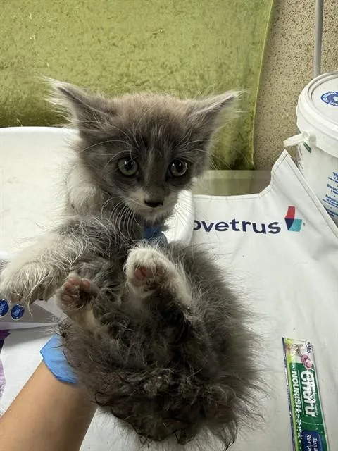 A baby small-sized male Domestic Short Hair cat named Eddy for adoption in Riverside, CA